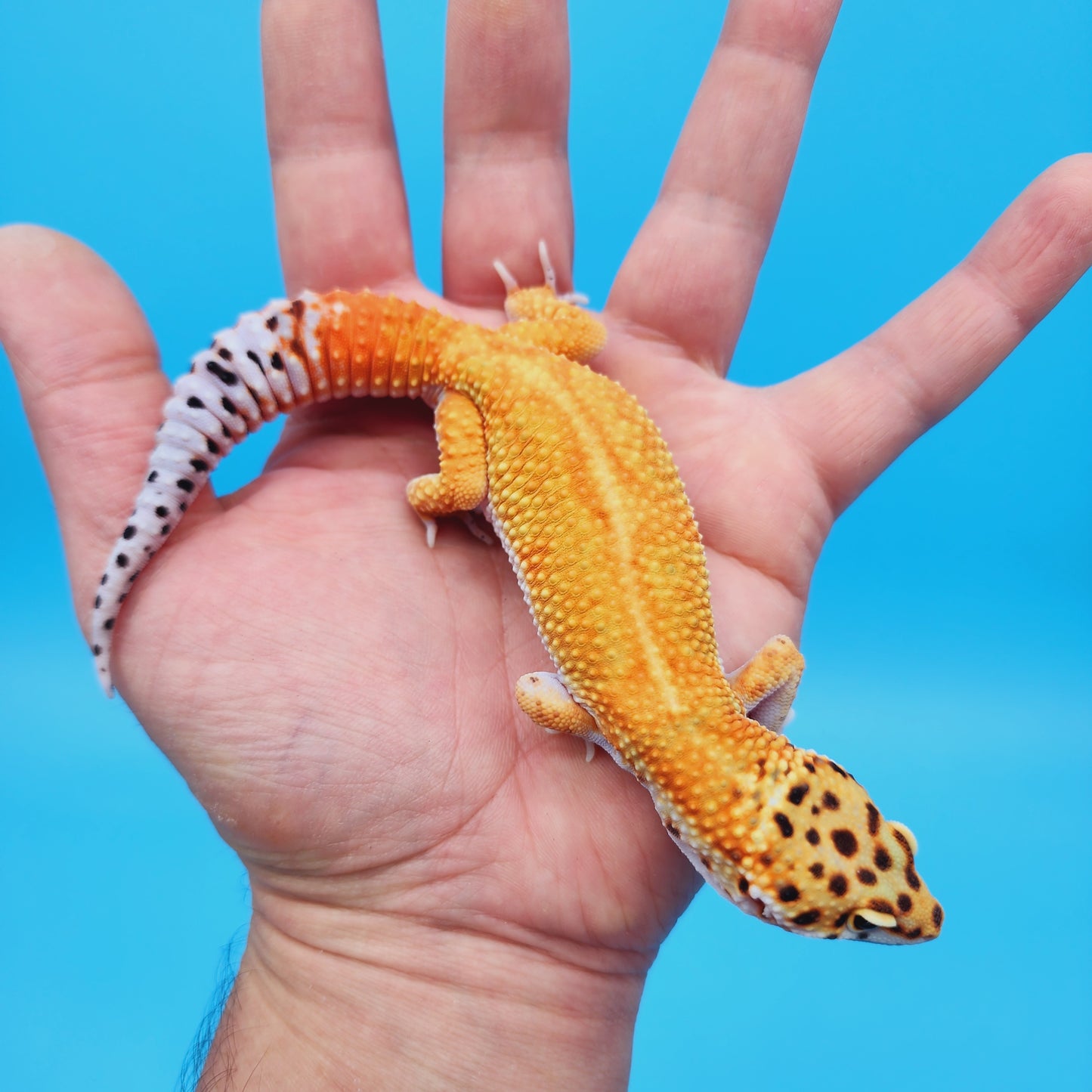Male Mandarin Inferno Tangerine Bold White & Yellow Red Stripe Jungle Leopard Gecko
