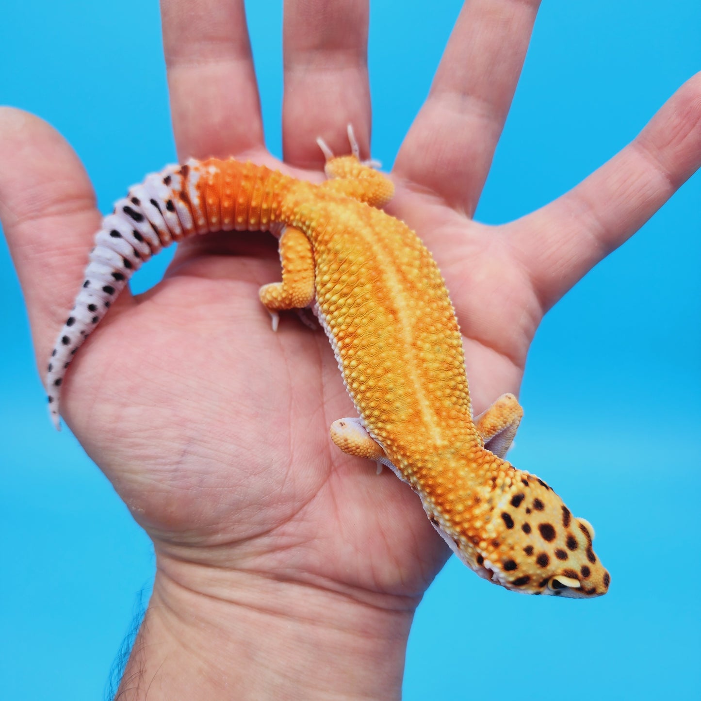 Male Mandarin Inferno Tangerine Bold White & Yellow Red Stripe Jungle Leopard Gecko