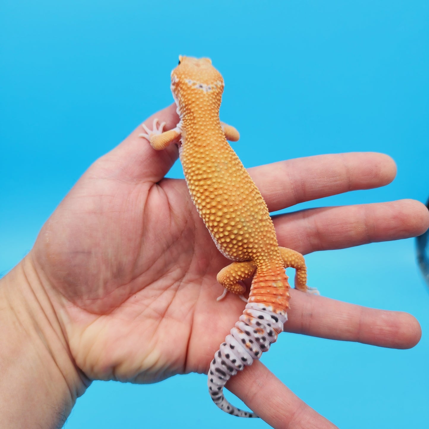 Male Super Hypo Mandarin Turcmenicus Leopard Gecko