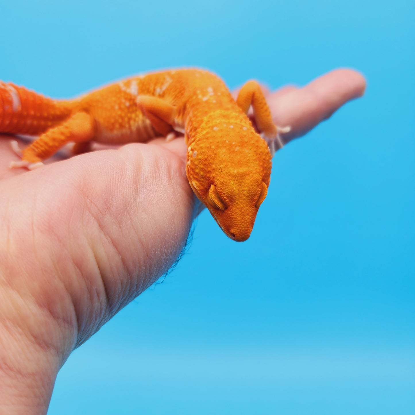 Male Mandarin Inferno Tremper Albino Jungle White Spot Leopard Gecko