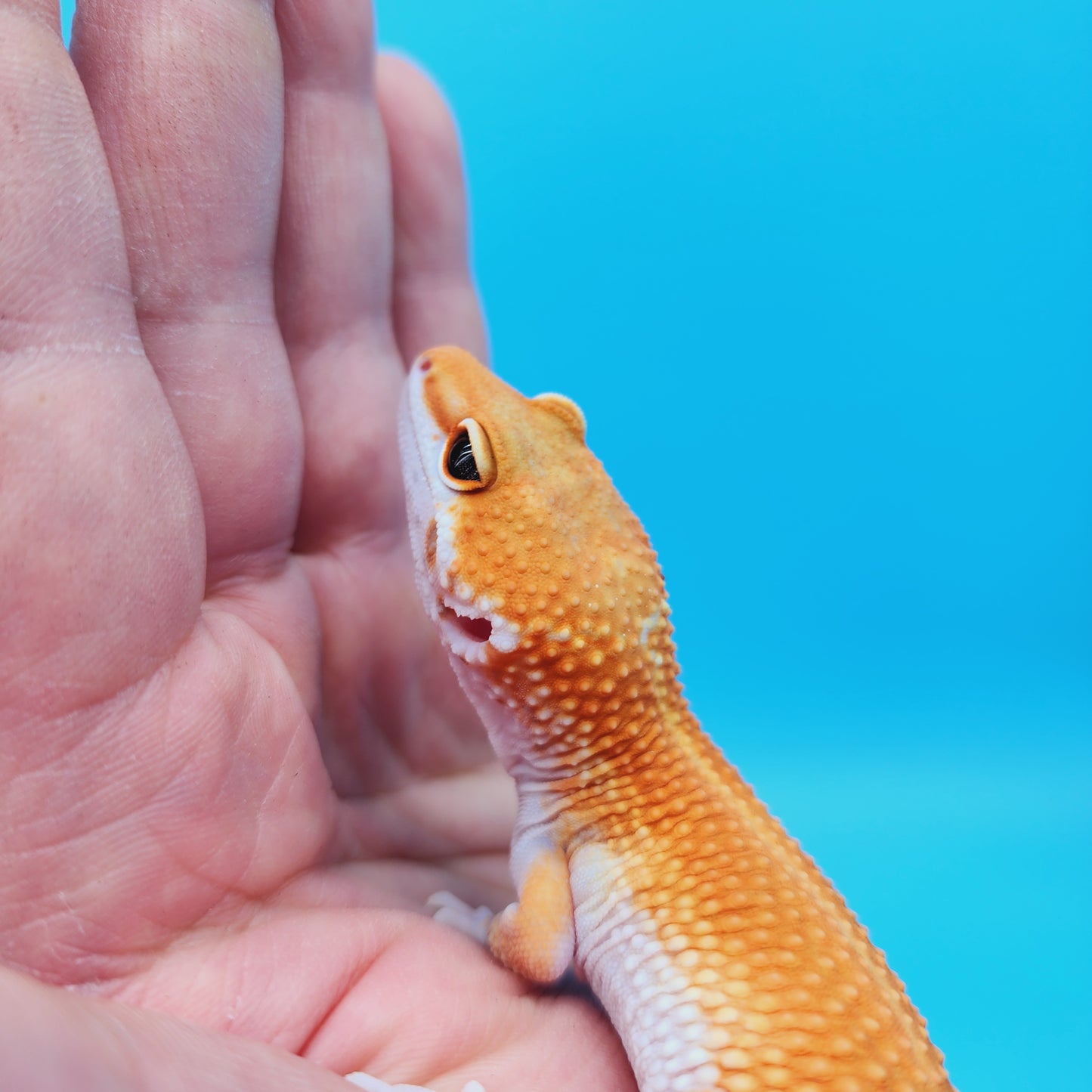 Male Mandarin Inferno Tangerine Bold White & Yellow Super Hypo Leopard Gecko