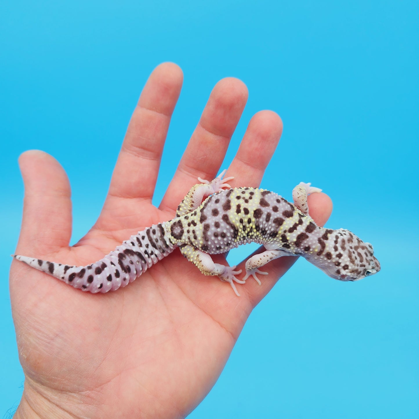 Male FREEZE Fasciolatus Mack Snow Leopard Gecko