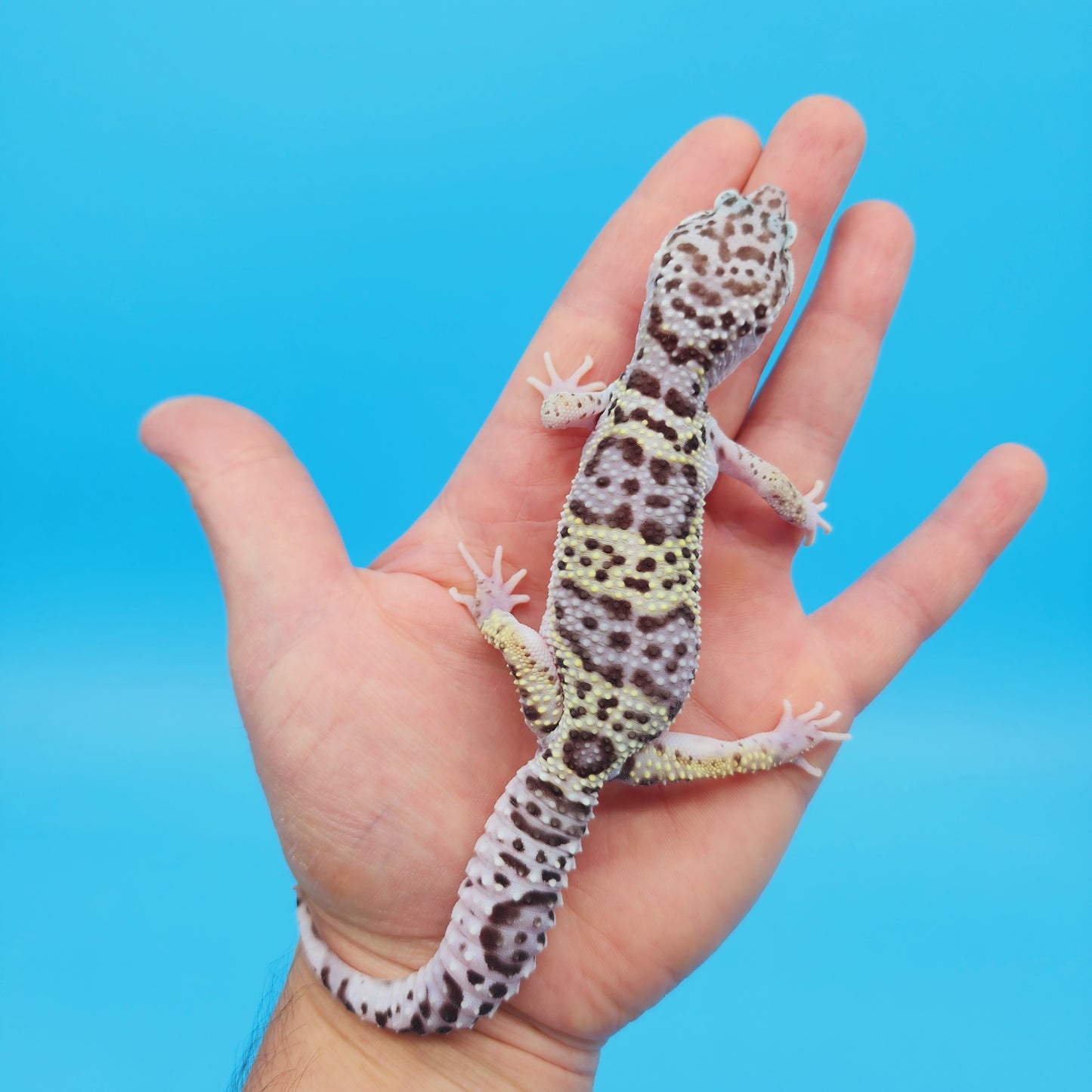 Male FREEZE Fasciolatus Mack Snow Leopard Gecko