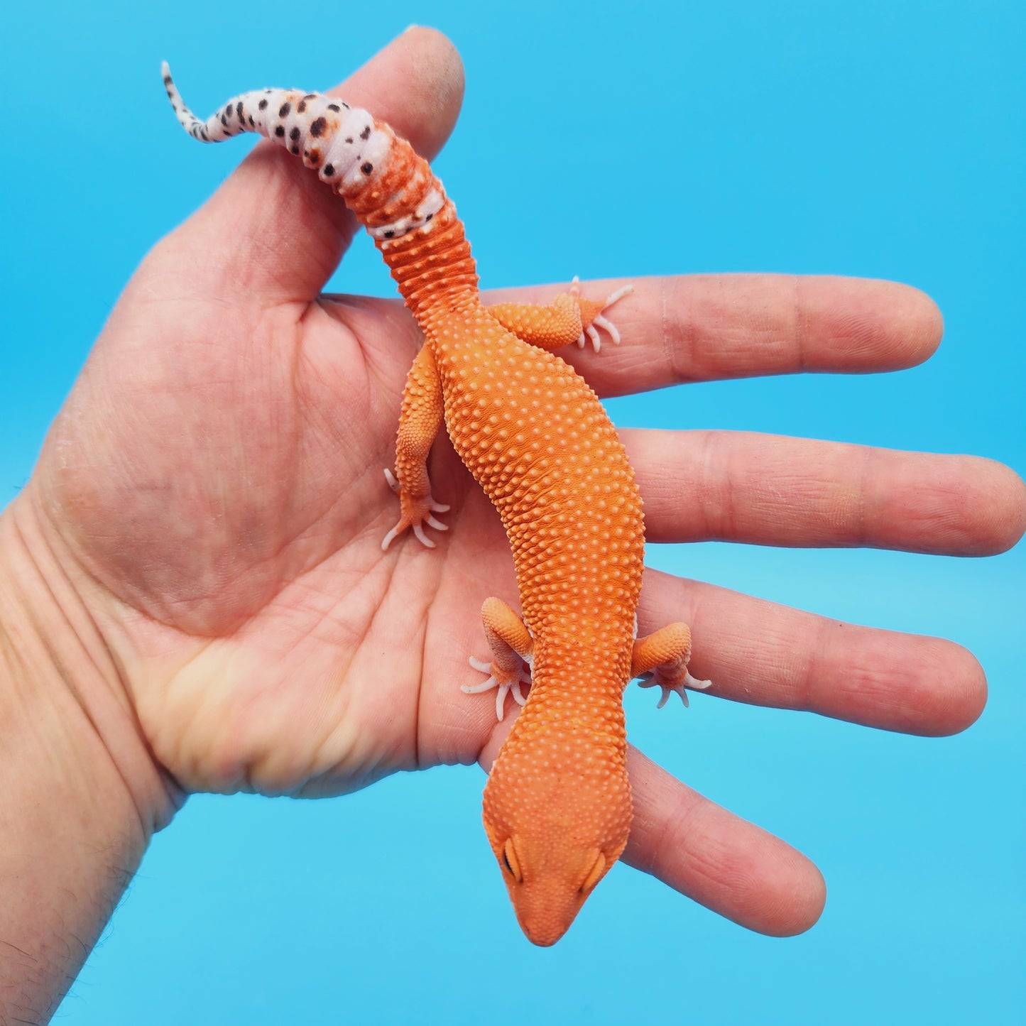 Male Mandarin Inferno Super Hypo Baldy Leopard Gecko