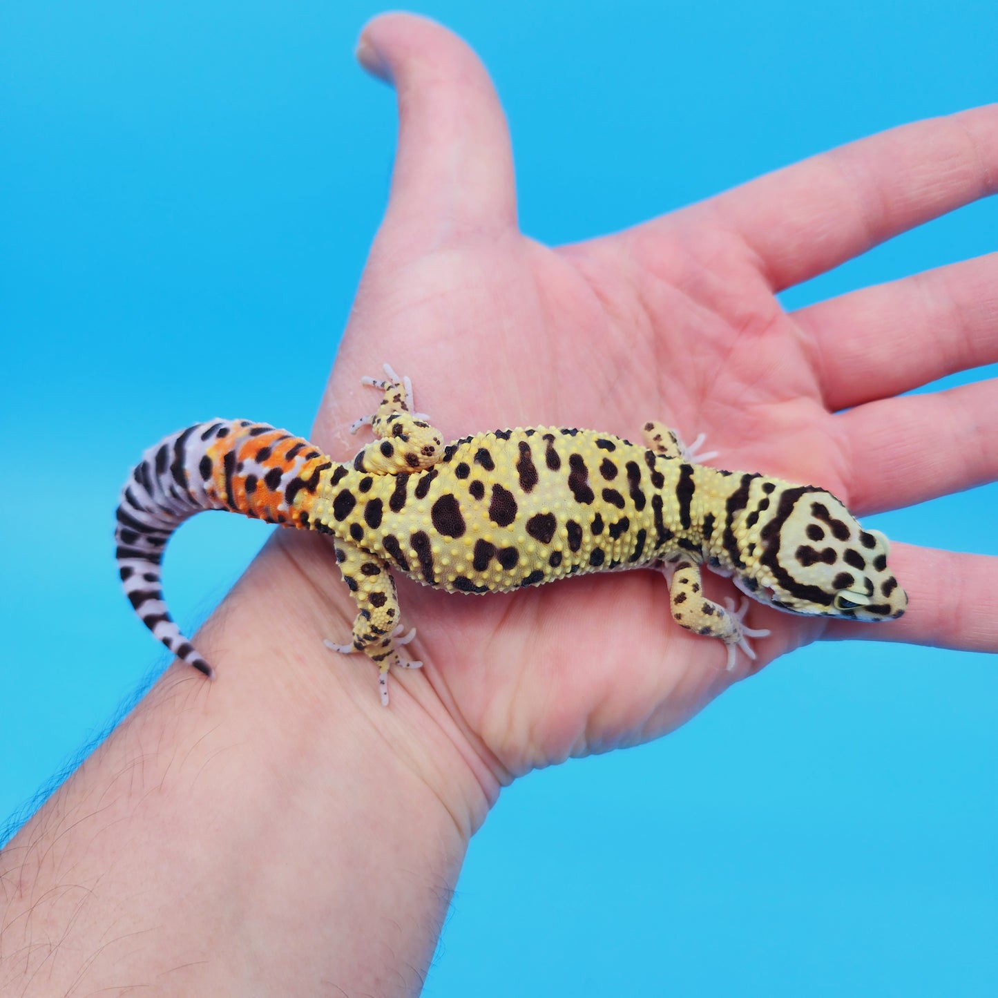 Male TRI-Color Afghan Hyper Xanthic Bold Bandit Leopard Gecko