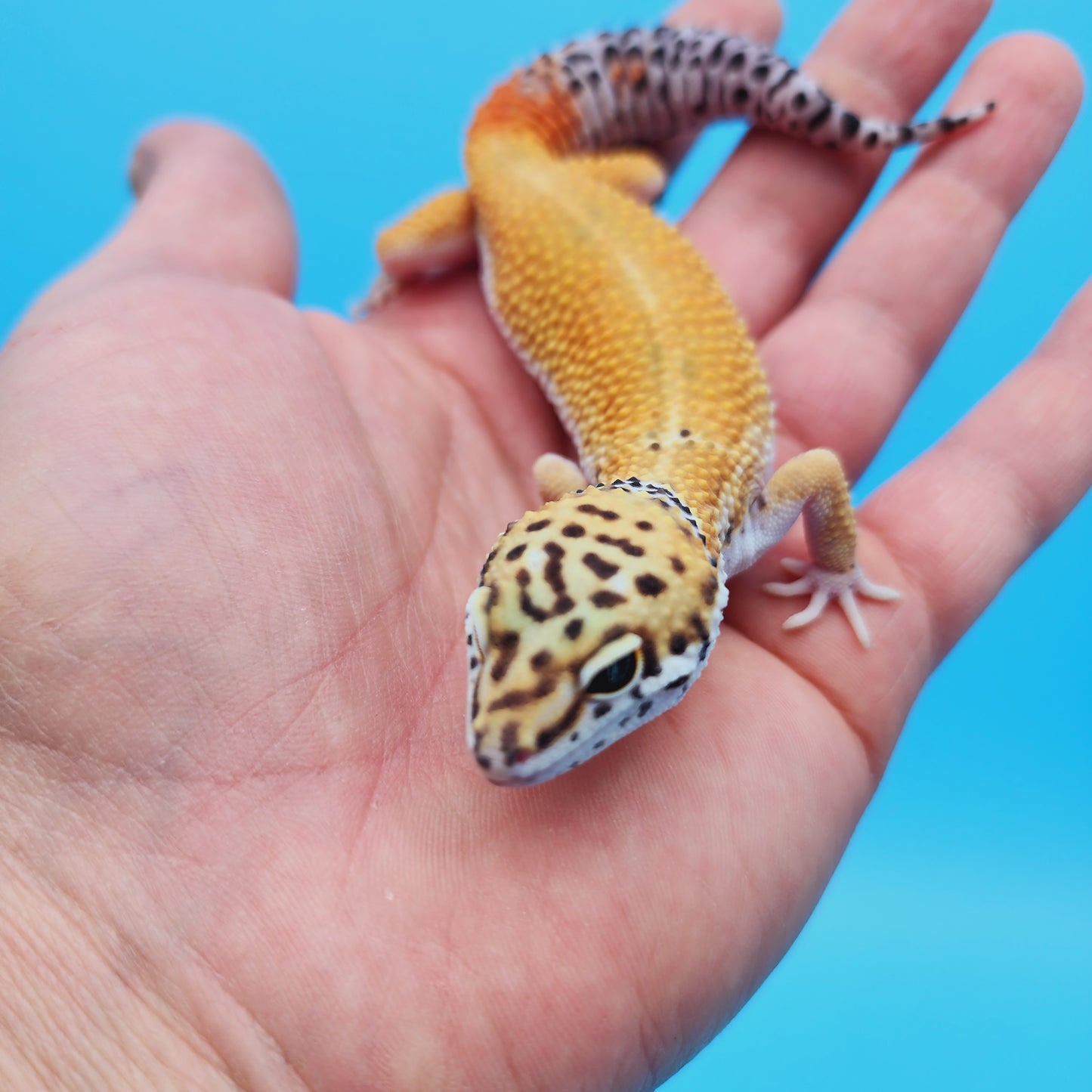 Male Super Hypo Turcmenicus Afghanicus Mandarin Inferno Leopard Gecko