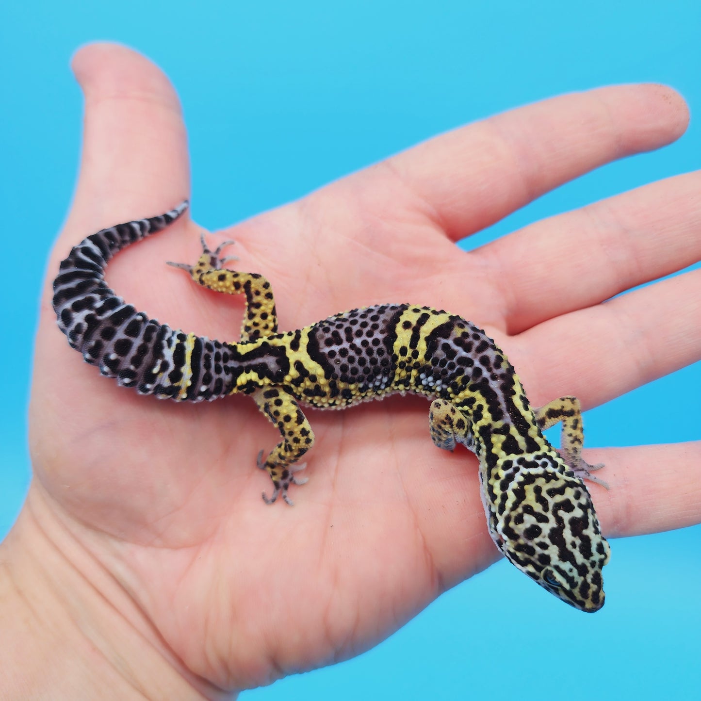Female Black Night (50%) Afghanicus (25%) Turcmenicus (25%) Leopard Gecko