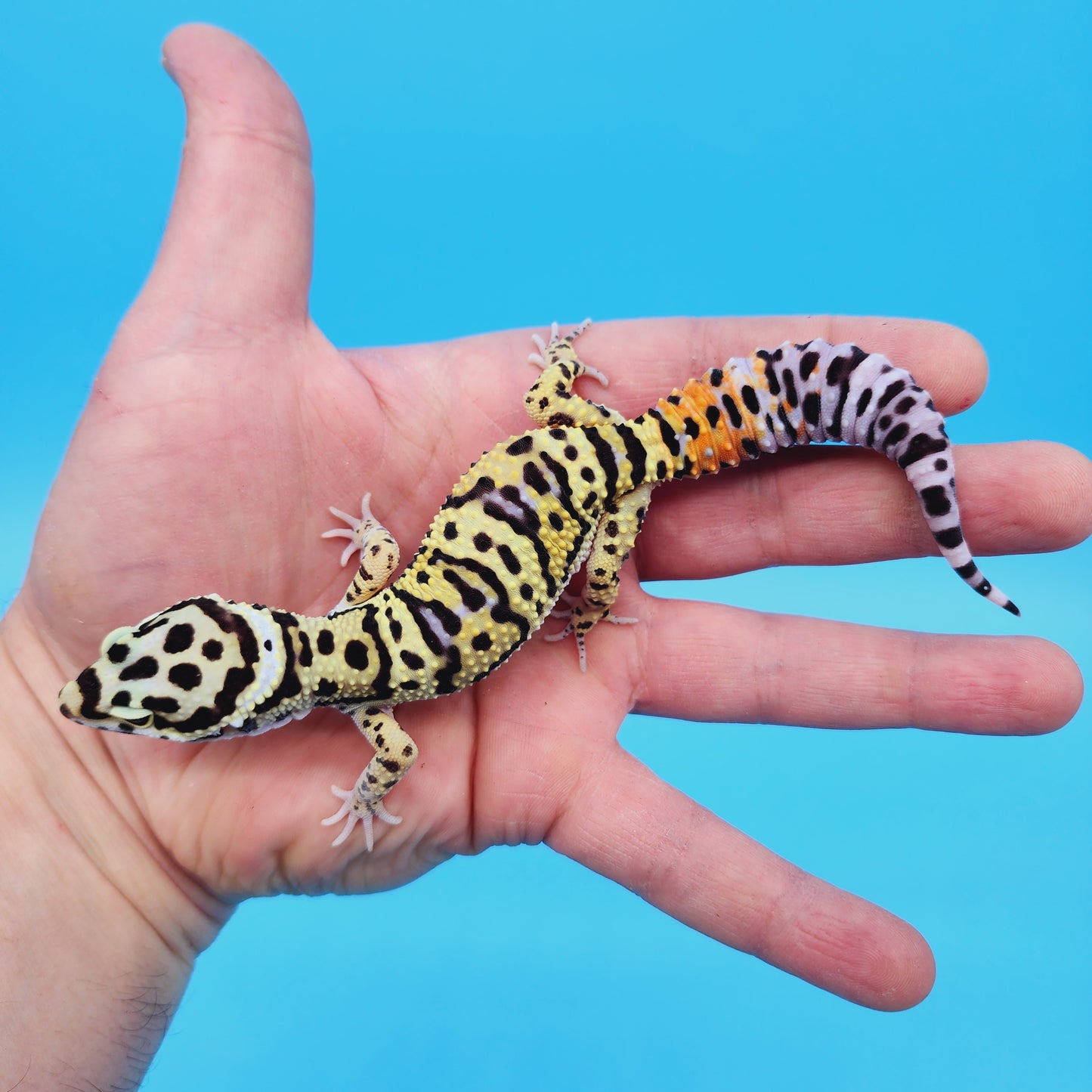 Male TRI-Color Hyper Xanthic Afghan Bold Bandit Leopard Gecko