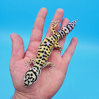 Male Hyper Xanthic Afghan Bold Bandit Possible White & Yellow Leopard Gecko (Human Head Stamp)