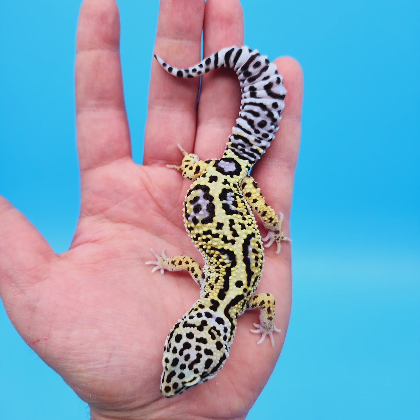 Female Afghan Mack Snow Leopard Gecko