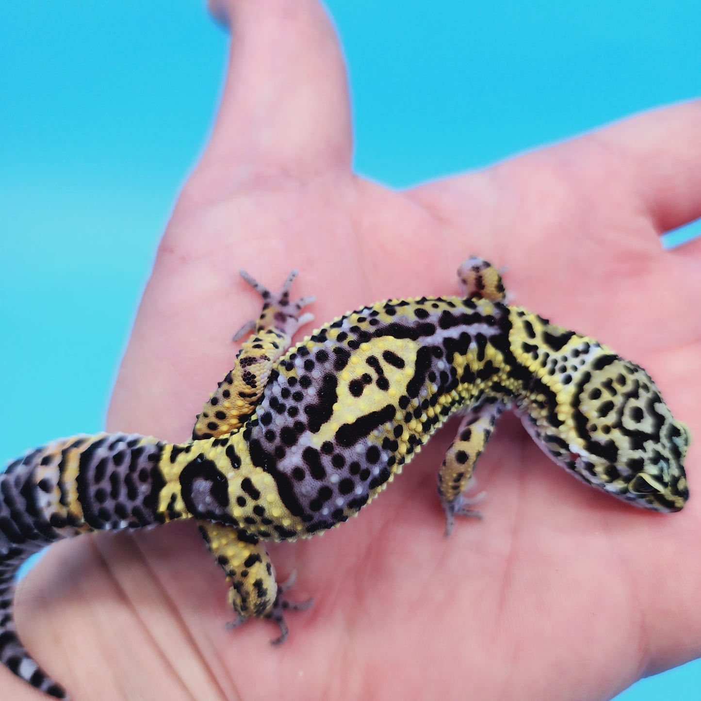 Female Black night (50%) Afghan (25%) Turcmenicus (25%) Leopard Gecko