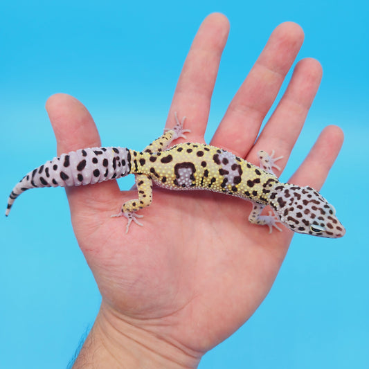 Female Pure Turcmenicus Leopard Gecko