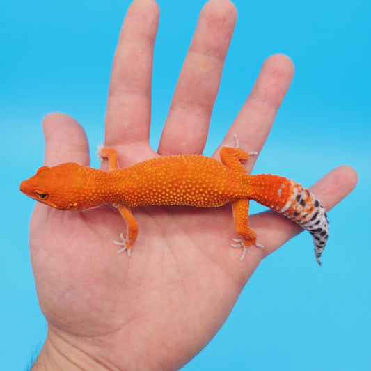 Female Red Dragon (Mandarin Inferno Tangerine High Orange/Red) Leopard Gecko