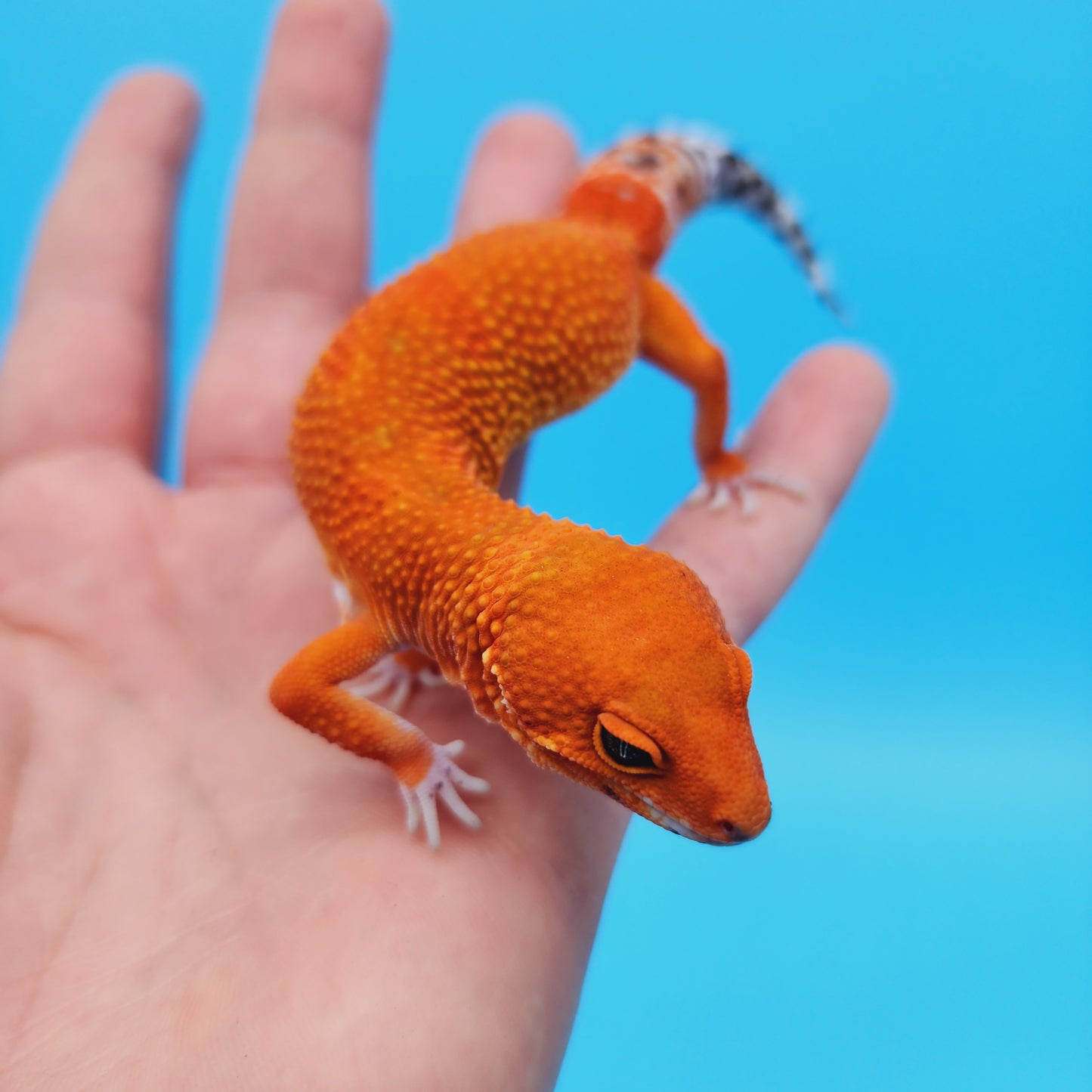 Female Red Dragon (Mandarin Inferno Tangerine High Orange/Red) Leopard Gecko
