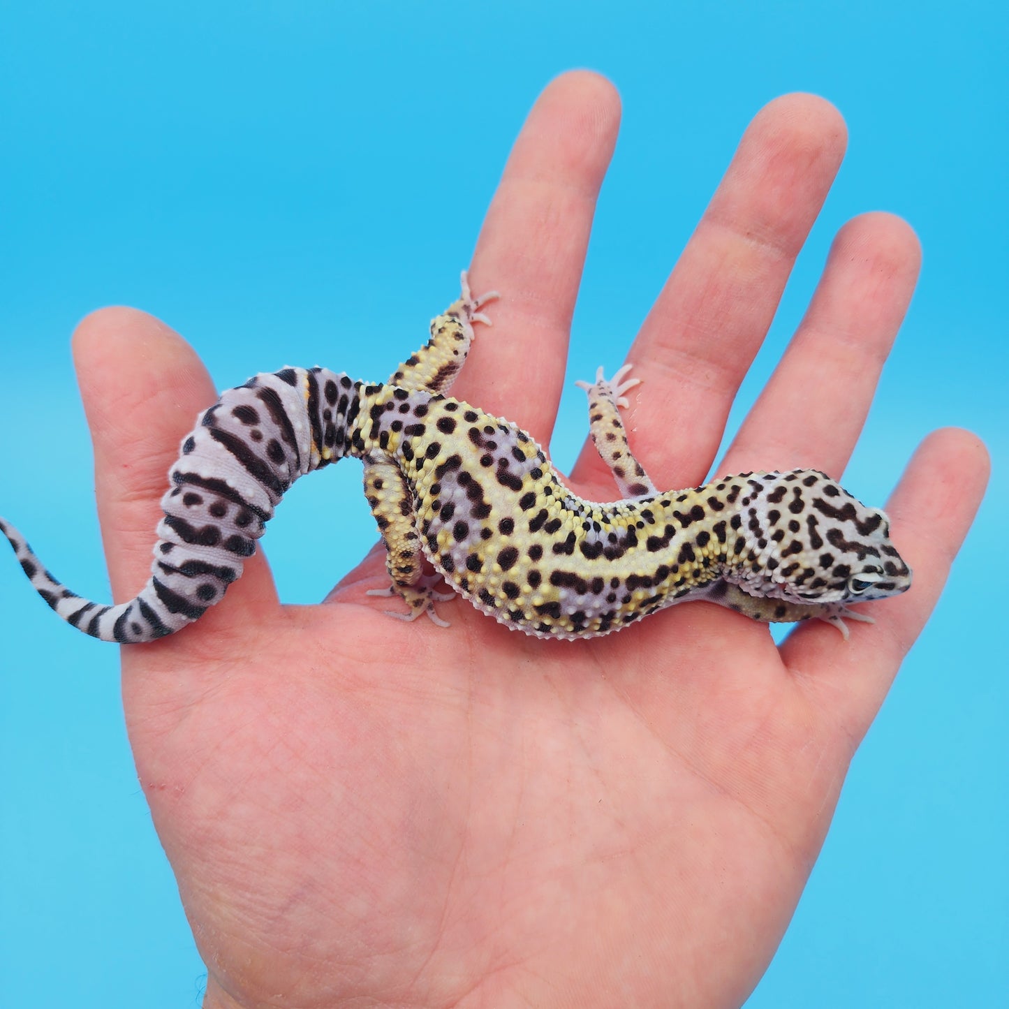 Female Afghan Mack Snow Leopard Gecko