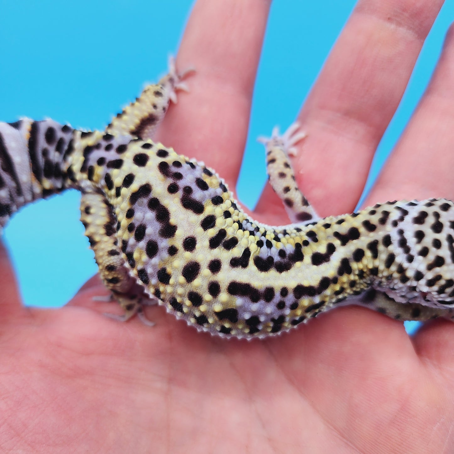 Female Afghan Mack Snow Leopard Gecko