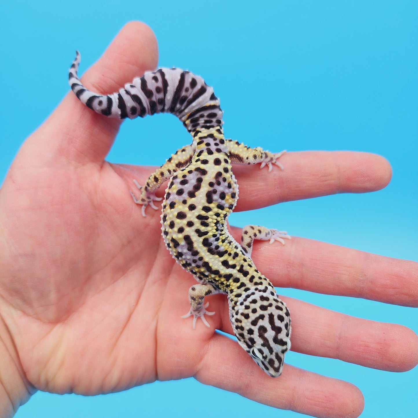 Female Afghan Mack Snow Leopard Gecko