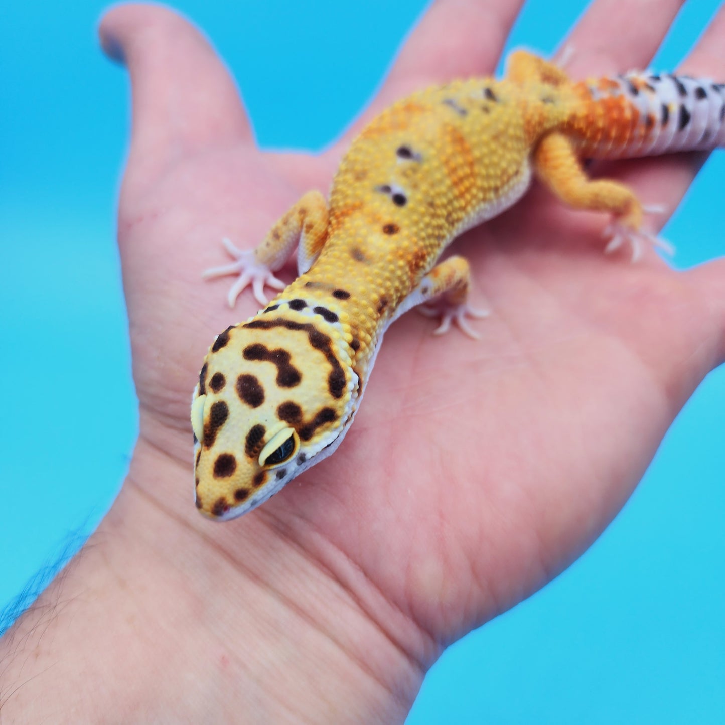 Male Mandarin Tangerine Turcmenicus Bold Emerine Leopard Gecko