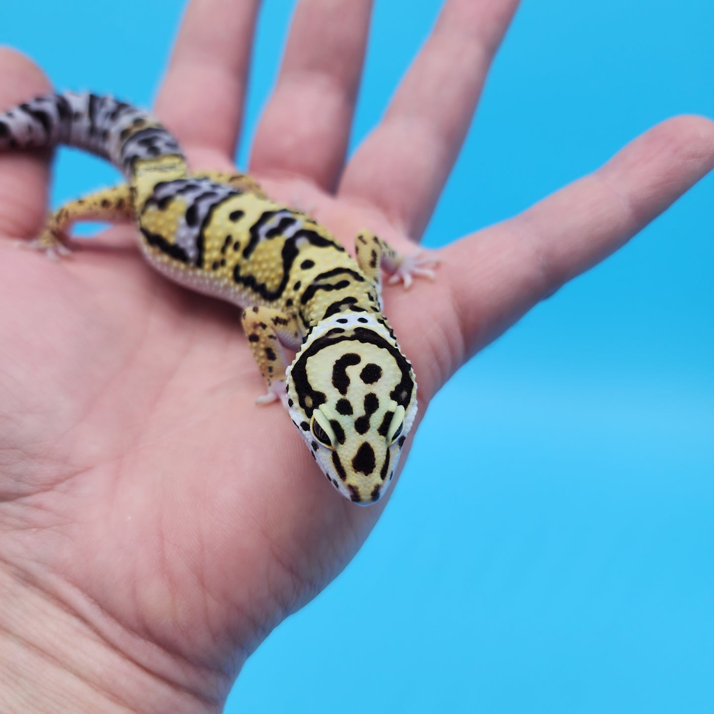 Female Hyper Xanthic Afghan Bold Bandit Possible White & Yellow Leopard Gecko