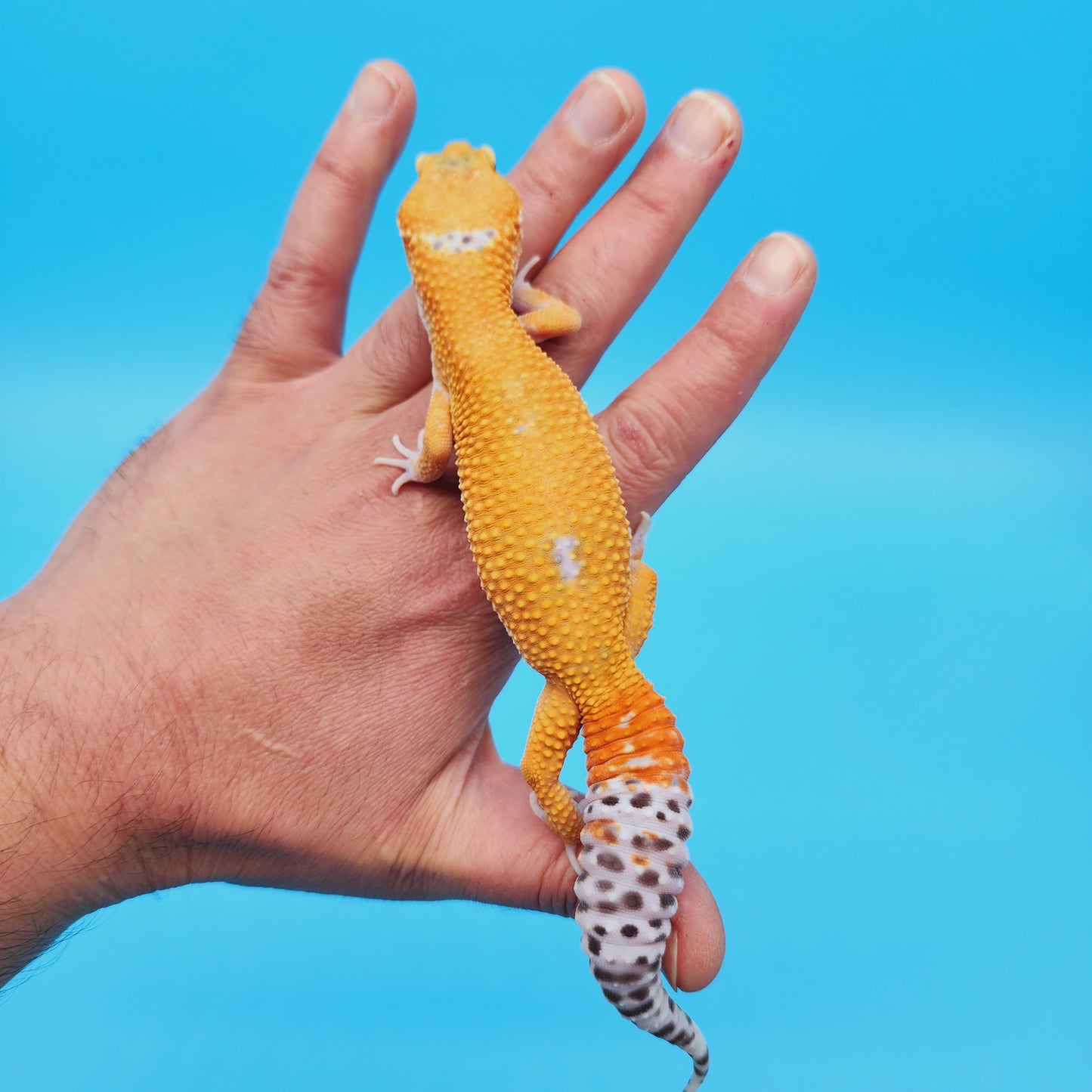 Male Mandarin Turcmenicus Hypo Leopard Gecko