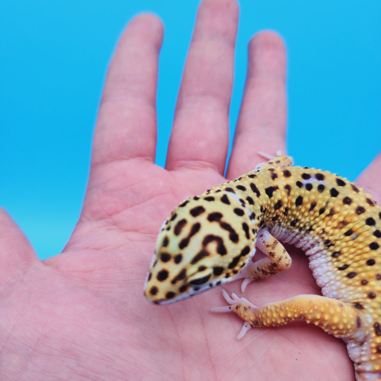 Male Mandarin Inferno Afghanicus Turcmenicus Leopard Gecko