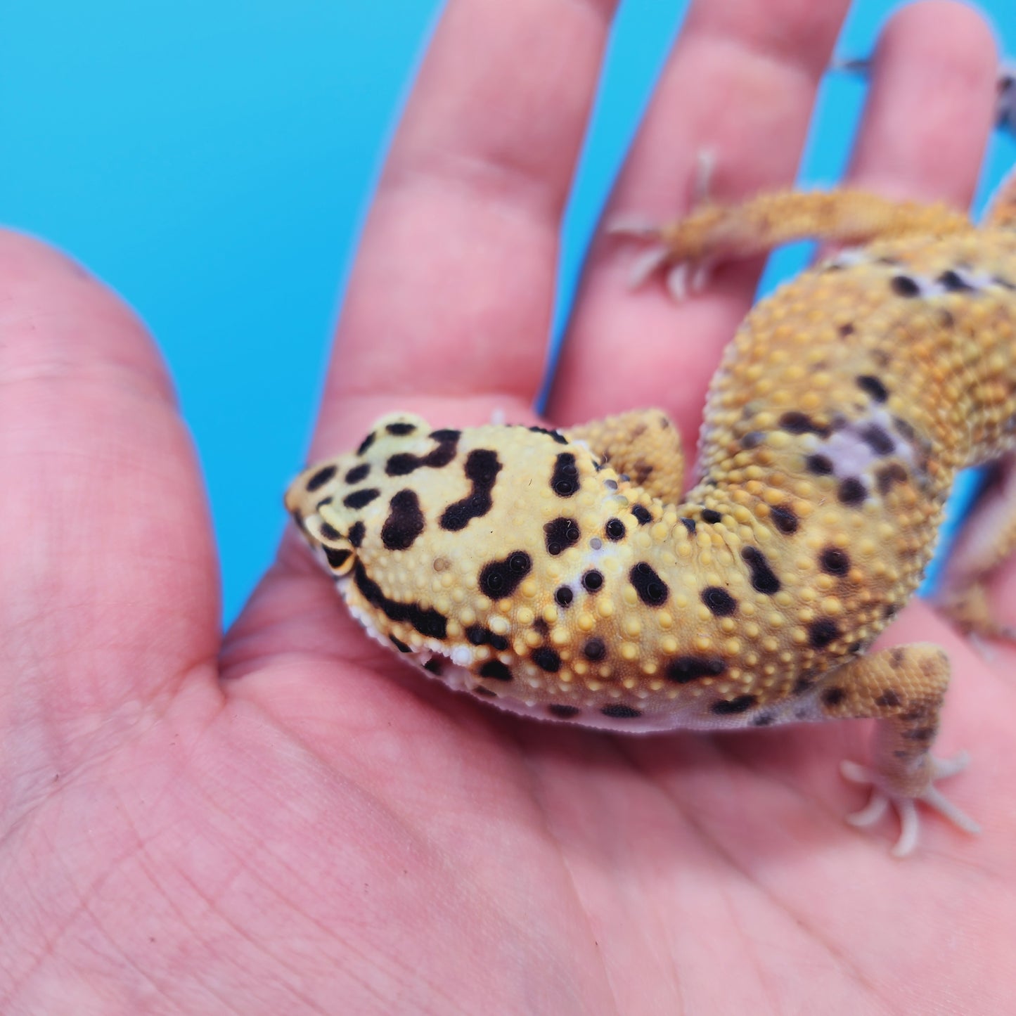 Male Mandarin Inferno Afghanicus Turcmenicus Leopard Gecko
