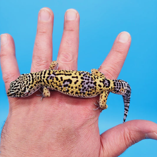 Male Black Night (50%) Clown (50%) Leopard Gecko (slow grower male)