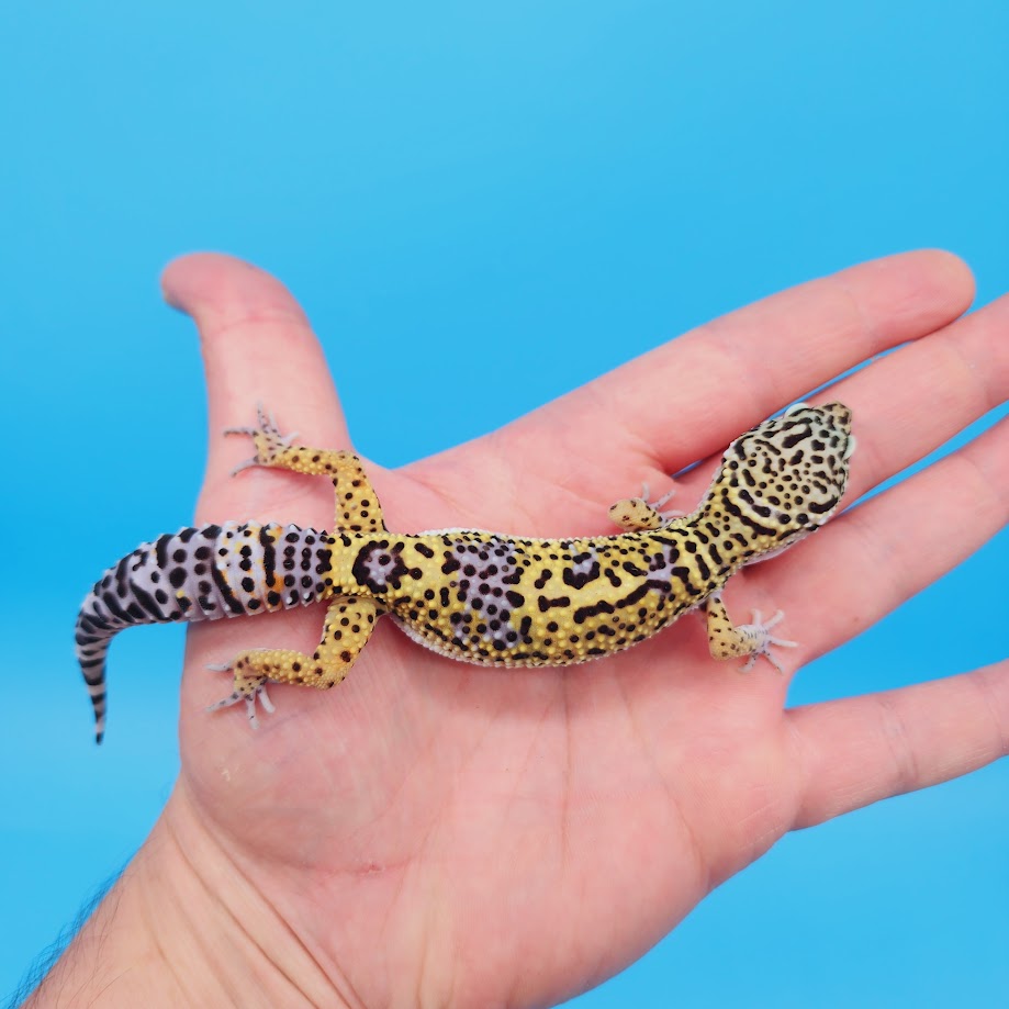 Male Black Night (50%) Clown (50%) Leopard Gecko (slow grower male)