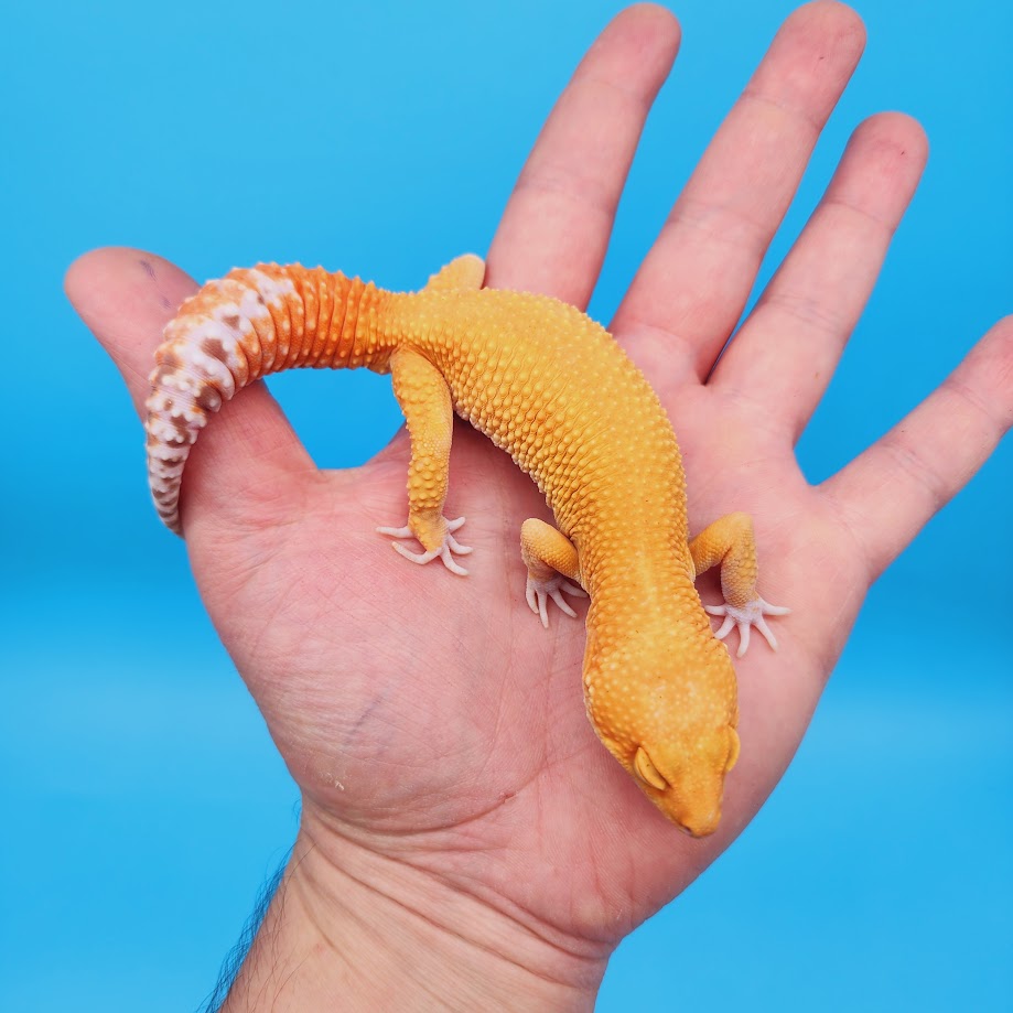 Male Mandarin Inferno Super Hypo Tremper Albino Leopard Gecko