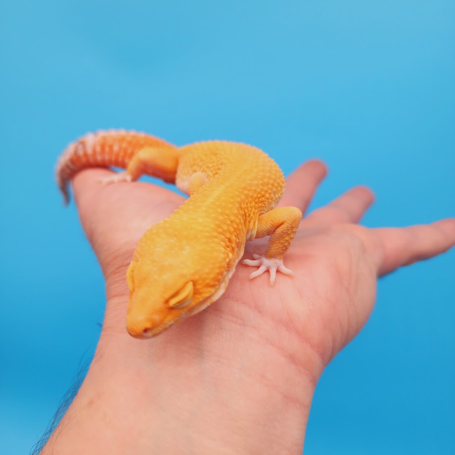 Male Mandarin Inferno Super Hypo Tremper Albino Leopard Gecko