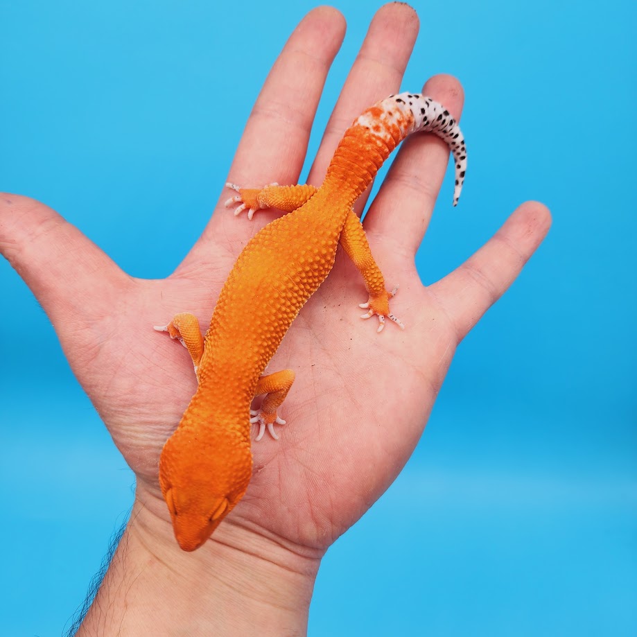Male Mandarin Inferno Super Hypo Tangerine Leopard Gecko