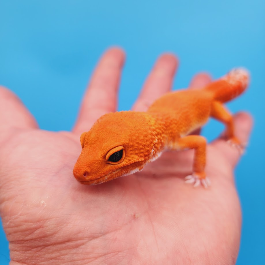 Male Mandarin Inferno Super Hypo Tangerine Leopard Gecko