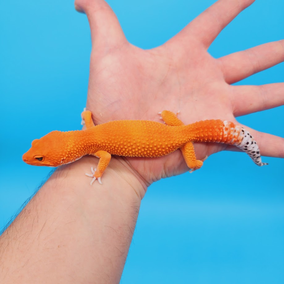 Male Mandarin Inferno Super Hypo Tangerine Leopard Gecko