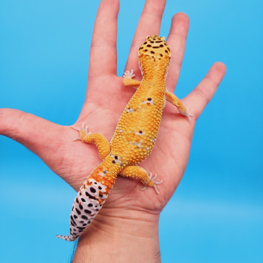 Male Mandarin Turcmenicus Leopard Gecko