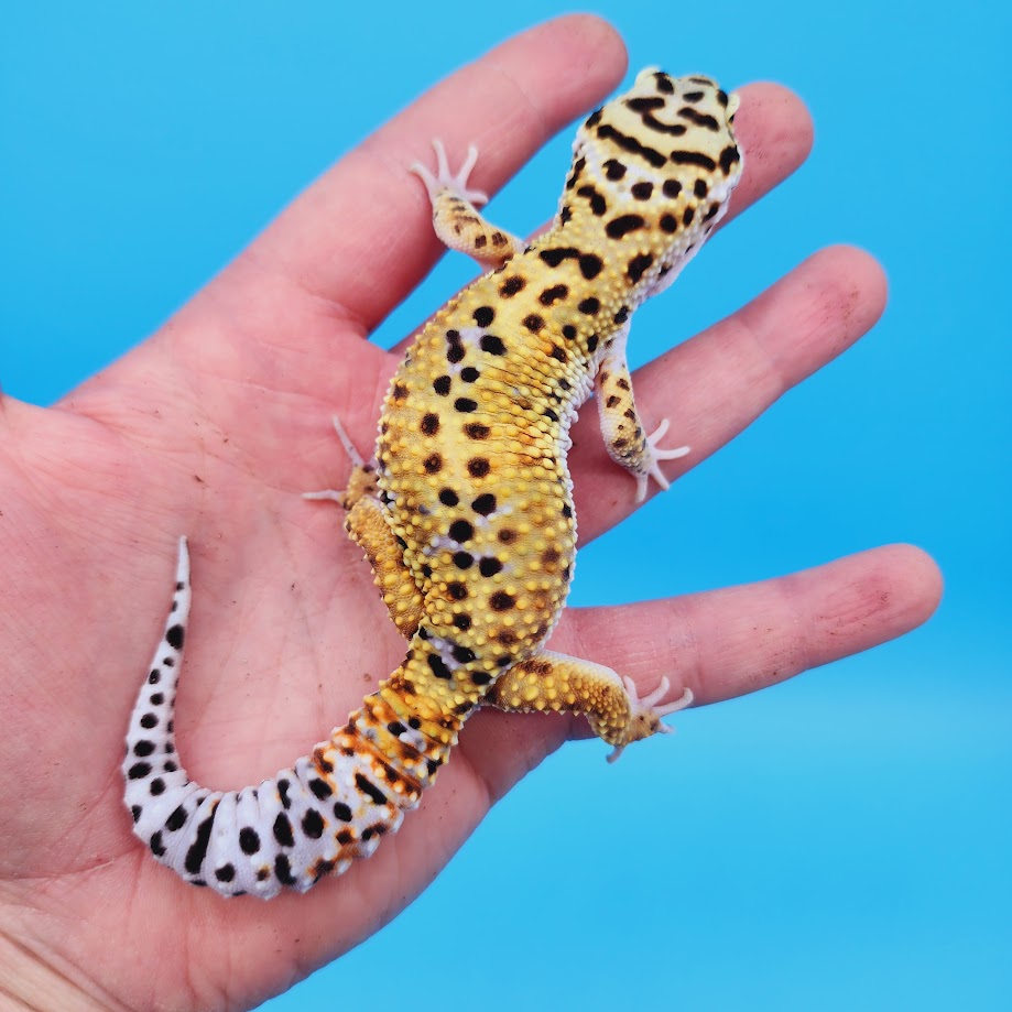 Male Mandarin Inferno Bold Rainbow Leopard Gecko