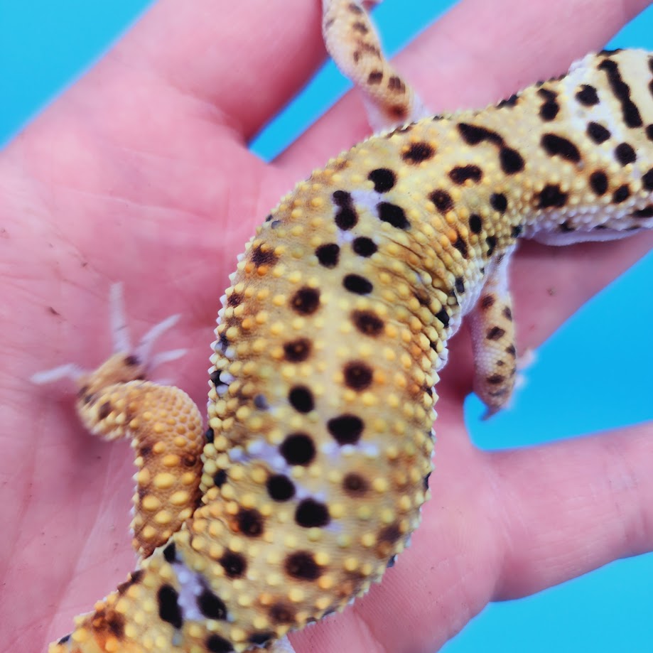 Male Mandarin Inferno Bold Rainbow Leopard Gecko