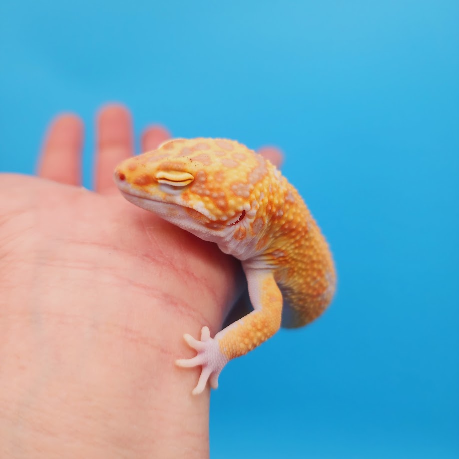 Male KOI (Mandarin Inferno Bold Tremper Albino) Leopard Gecko