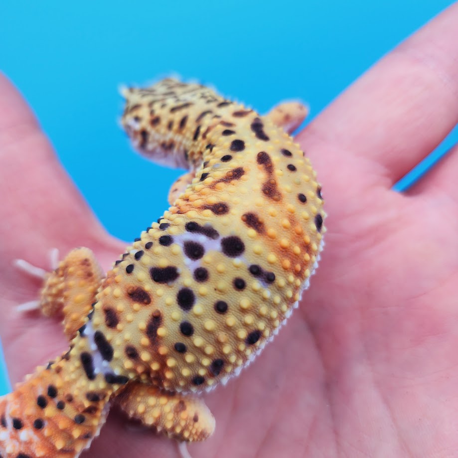 Female Mandarin Inferno Bold Rainbow Leopard Gecko