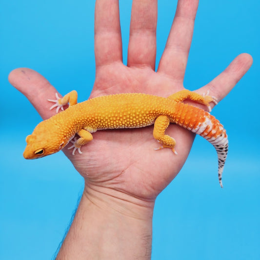 Male Super Hypo Mandarin Inferno Bold Baldy Leopard Gecko