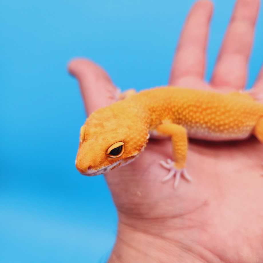 Male Super Hypo Mandarin Inferno Bold Baldy Leopard Gecko