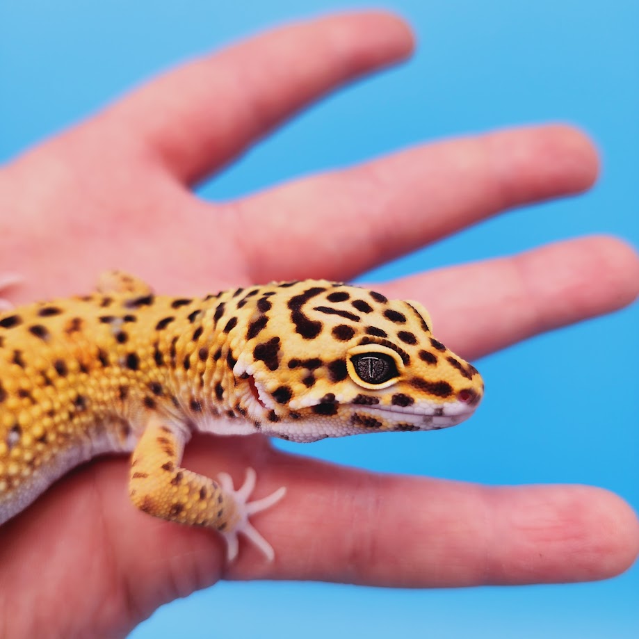 Male Mandarin Turcmenicus Rainbow Possible "Pixel" Leopard Gecko