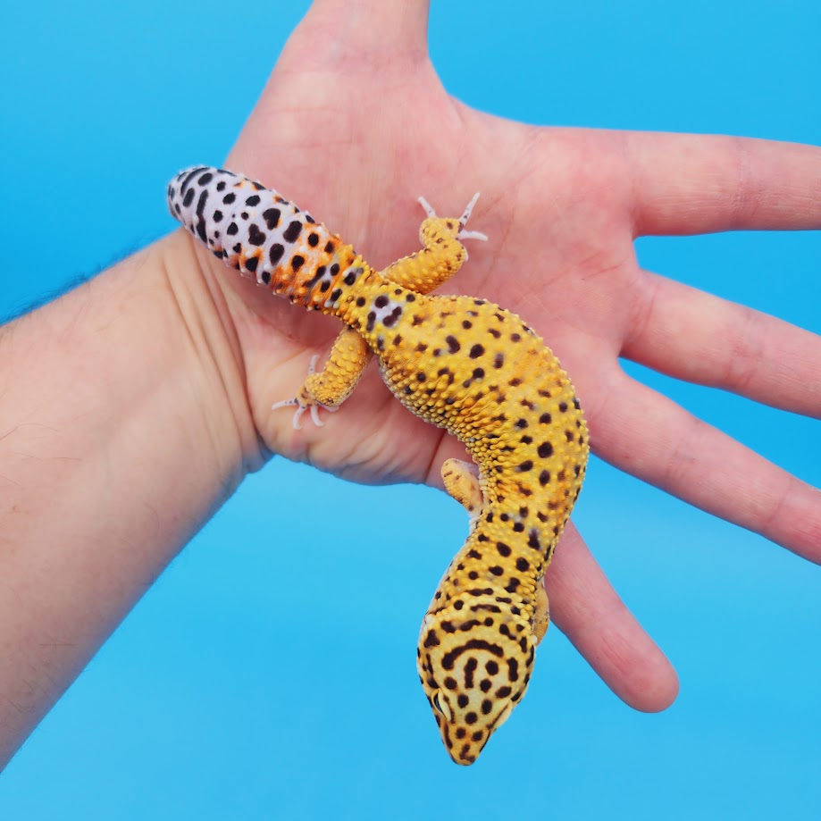 Male Mandarin Turcmenicus Rainbow Possible "Pixel" Leopard Gecko