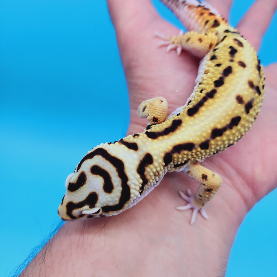 Male Hyper Xanthic Bold Stripe Bandit Leopard Gecko (smiley face)