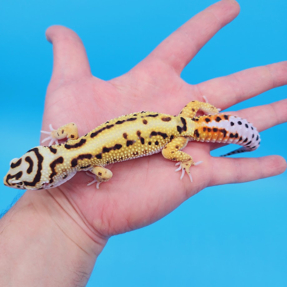 Male Hyper Xanthic Bold Stripe Bandit Leopard Gecko (smiley face)