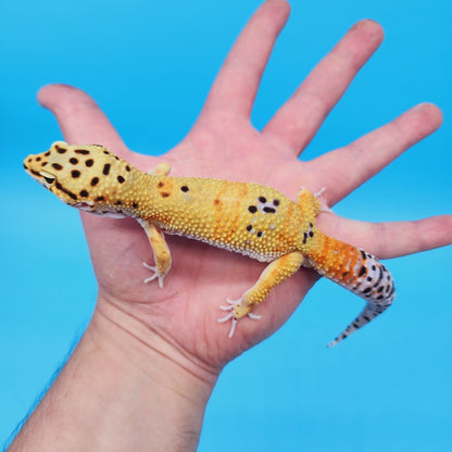 Male Mandarin Clown Bold Leopard Gecko