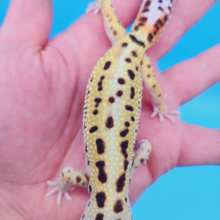 Male Hyper Xanthic Bold Spot White & Yellow Leopard Gecko