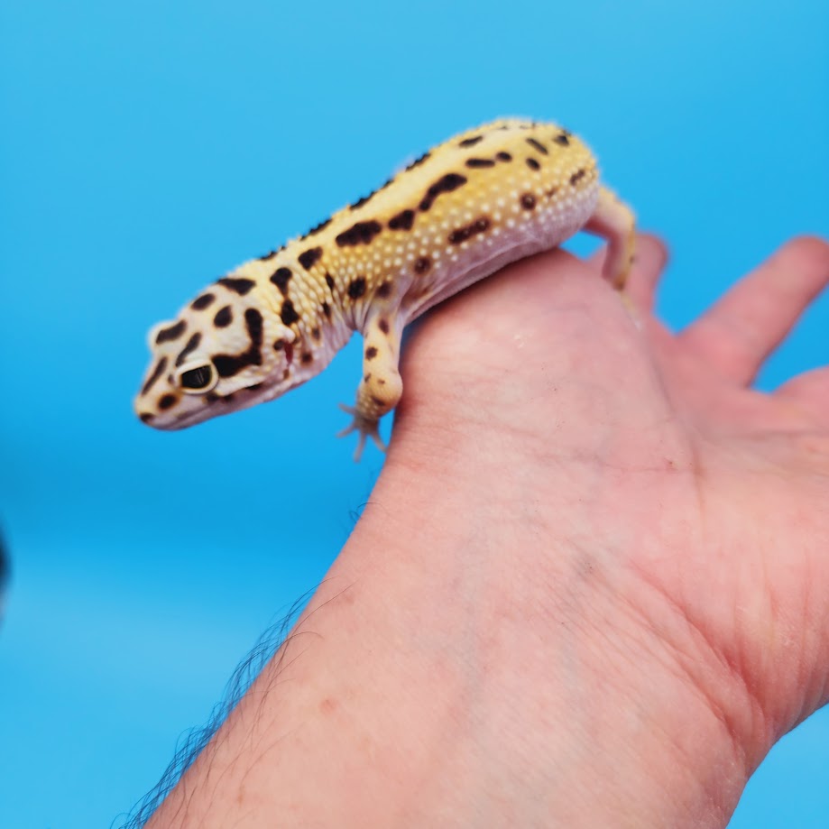 Male Hyper Xanthic Bold Spot White & Yellow Leopard Gecko