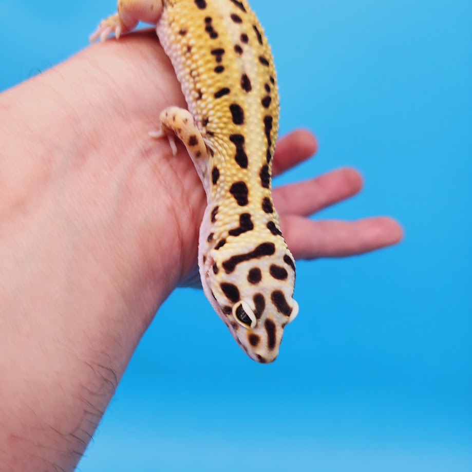 Male Hyper Xanthic Bold Spot White & Yellow Leopard Gecko