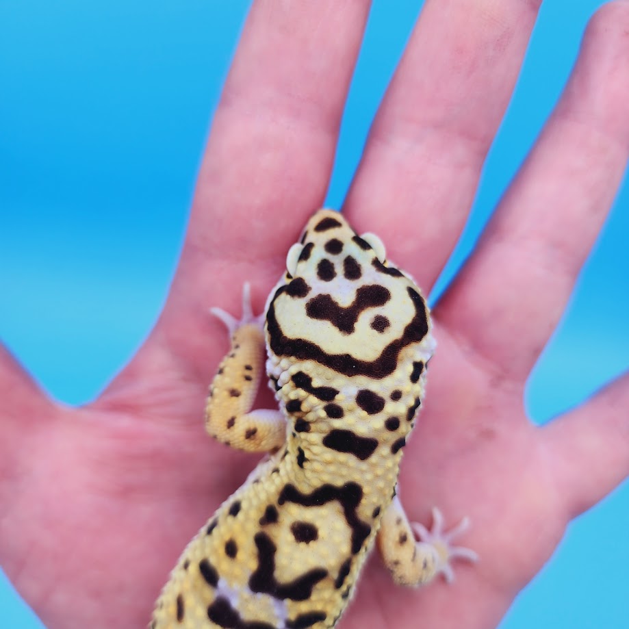 Male Hyper Xanthic Bold Turcmenicus Possible White & Yellow Leopard Gecko (smiley face)