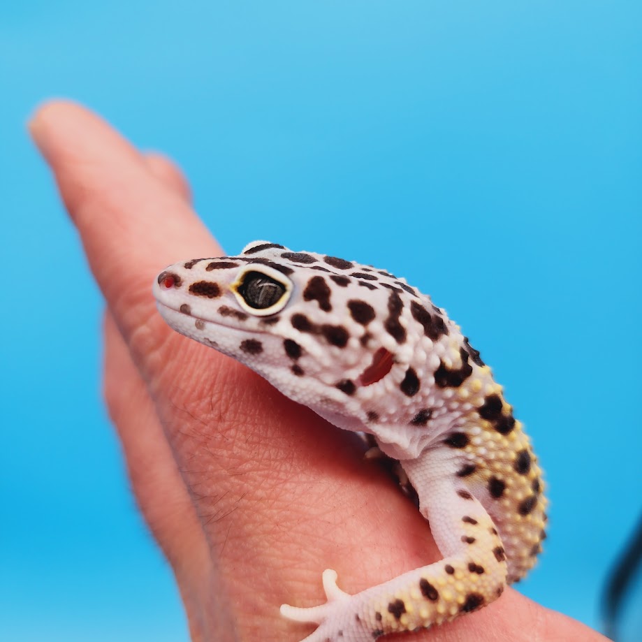 Male Pure Turcmenicus Leopard Gecko